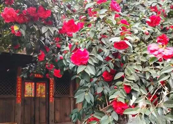 圖片14
