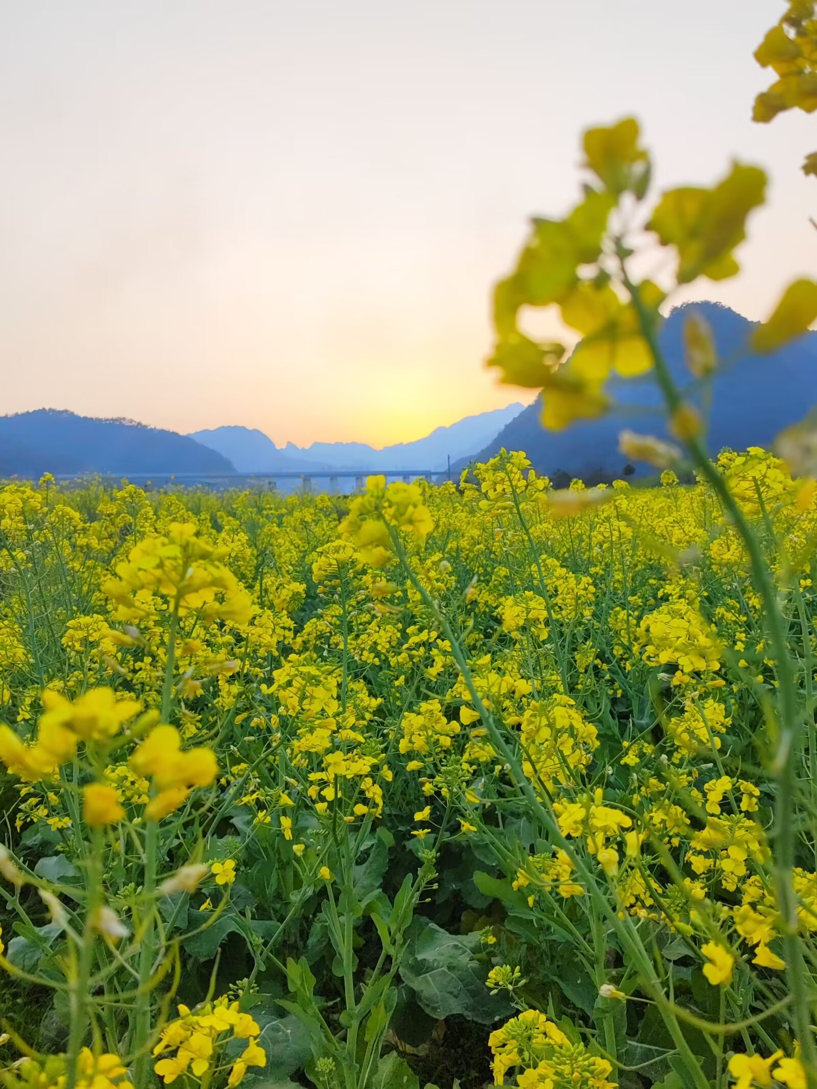 凱口油菜花落日景
