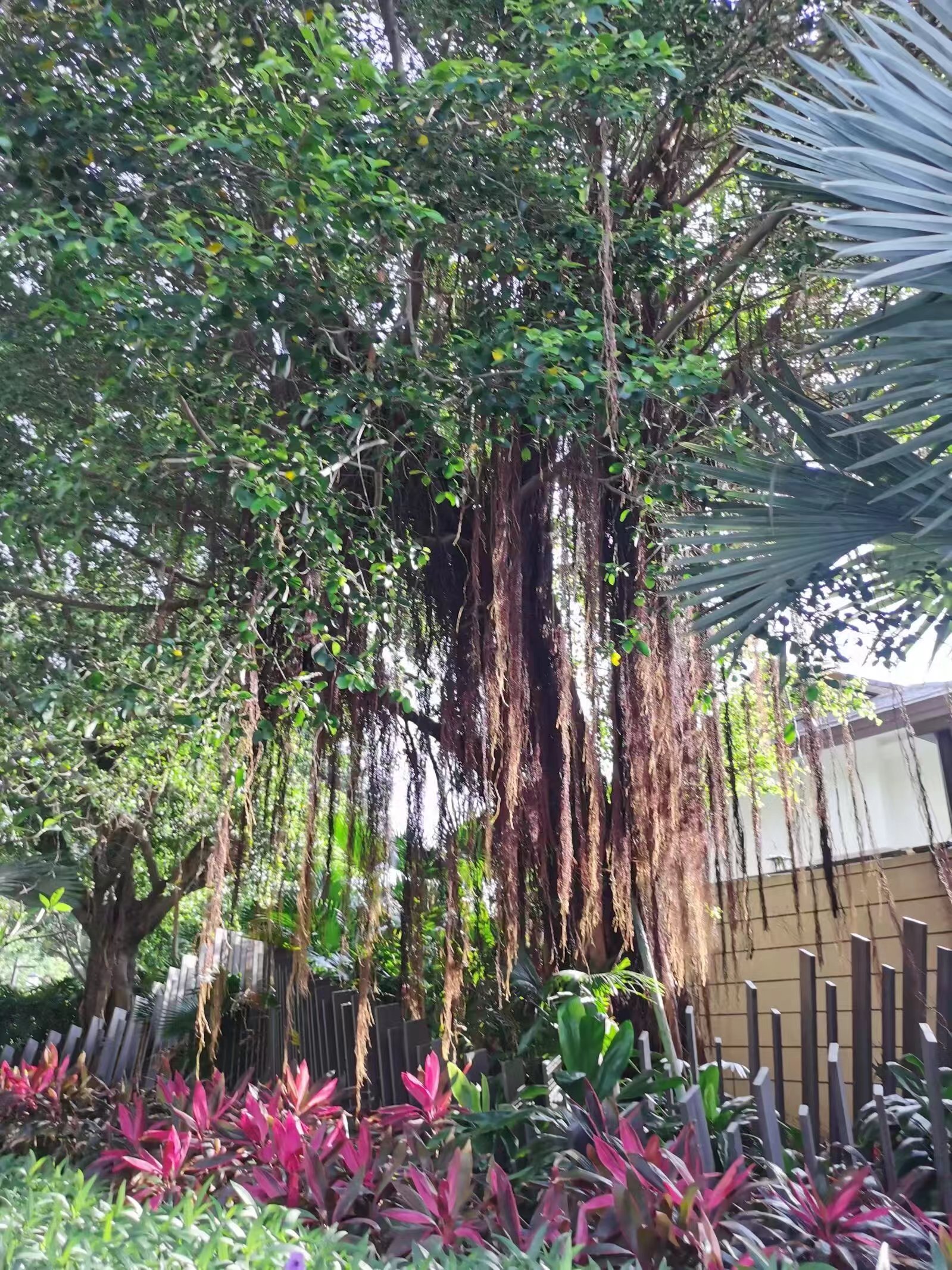 榕樹1