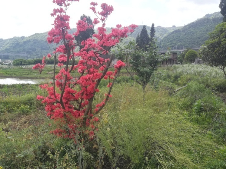 圖片5