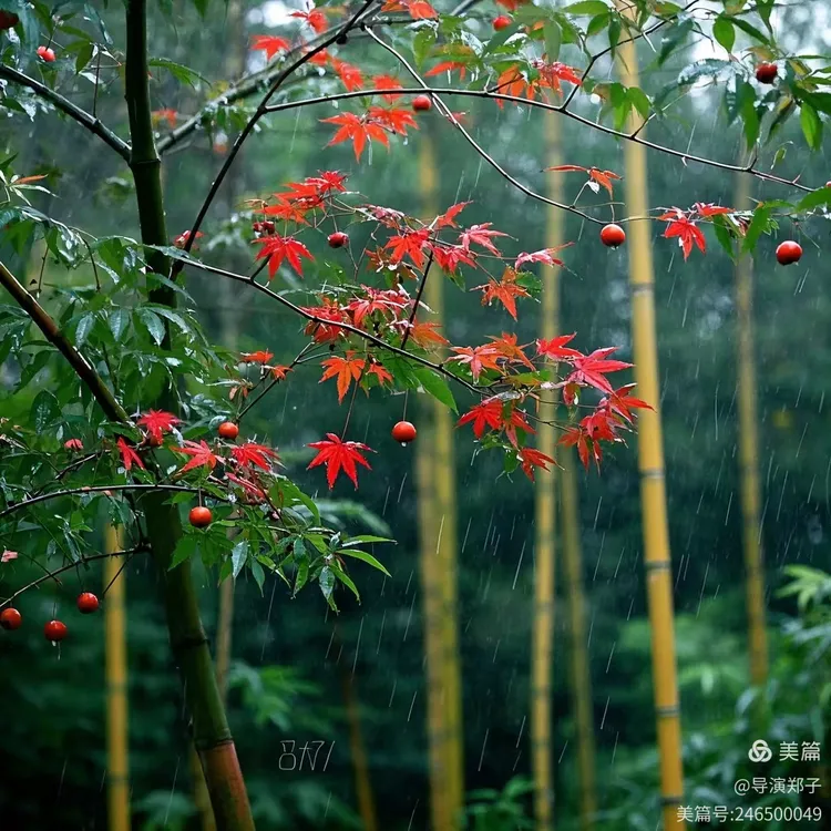 圖片7