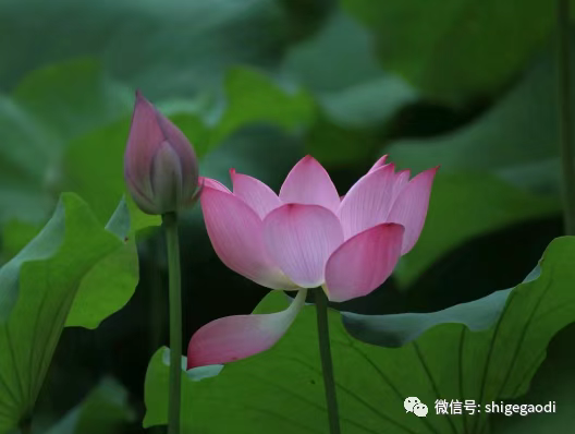 圖片6
