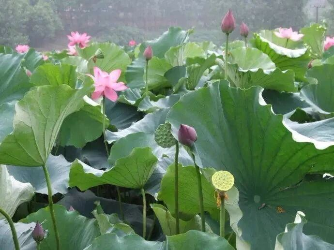 圖片1